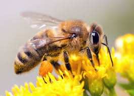 Les abeilles sont soulagées